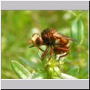Sicus ferrugineus - Gemeine Breitstirnblasenkopffliege 05.jpg